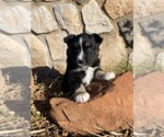 Small Photo #12 Australian Shepherd Puppy For Sale in WILLIAMSBURG, CO, USA