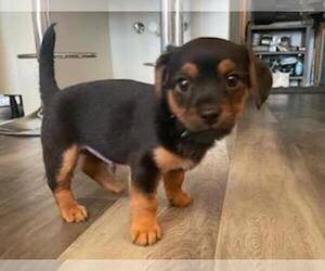Chihuahua-Unknown Mix Puppy for sale in PORTLAND, OR, USA