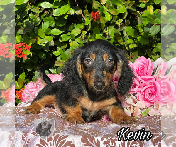Medium Photo #4 Dachshund Puppy For Sale in MIAMI, FL, USA