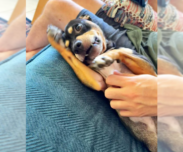 Medium Photo #3 American Staffordshire Terrier-Chihuahua Mix Puppy For Sale in San Diego, CA, USA