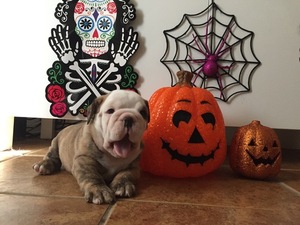 Bulldog Puppy for sale in WOODLAND, CA, USA