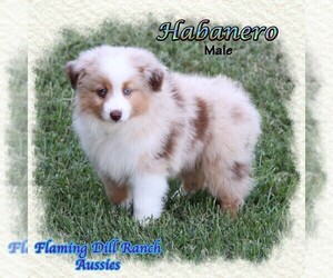 Miniature Australian Shepherd Puppy for sale in FORESTBURG, TX, USA