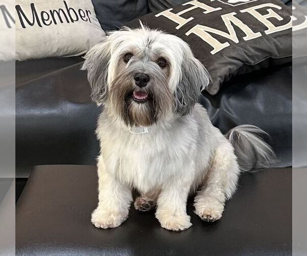 Medium Photo #1 Havanese Puppy For Sale in MBORO, TN, USA