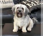 Small Photo #1 Havanese Puppy For Sale in MBORO, TN, USA