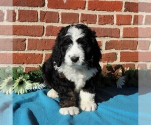 Bernedoodle Puppy for sale in PEACH BOTTOM, PA, USA
