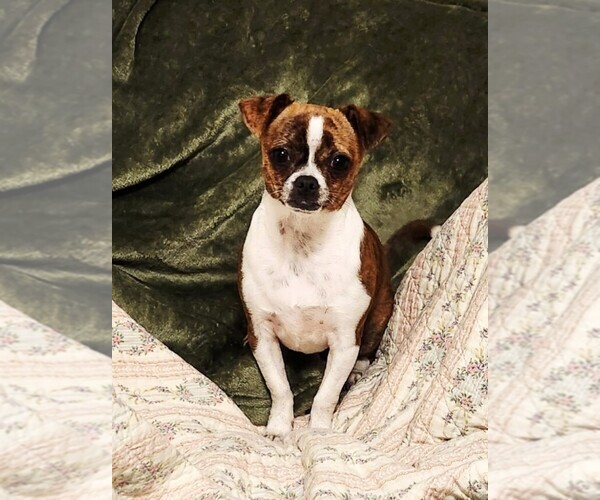 Medium Photo #2 Chihuahua Puppy For Sale in MOUNT AIRY, NC, USA