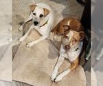 Small #2 Jack Russell Terrier Mix