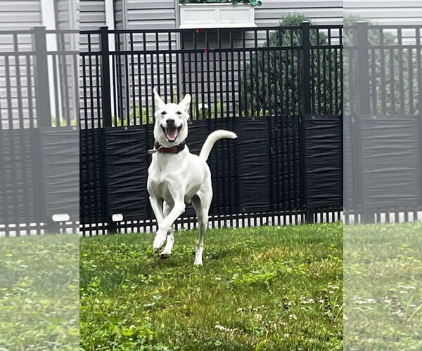Medium Photo #5 Labrador Retriever-Whippet Mix Puppy For Sale in Shillington, PA, USA