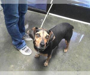 Beagle-Unknown Mix Dogs for adoption in Tulsa, OK, USA