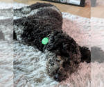 Small #2 Poodle (Standard) Mix
