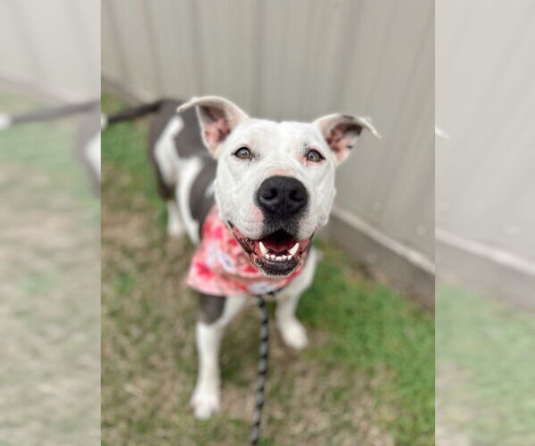 Medium Photo #9 Labrador Retriever-Unknown Mix Puppy For Sale in Claremore, OK, USA