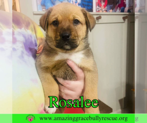 Rosalee - Female Chow Chow-Unknown Mix Dog for Adoption - Photo #26