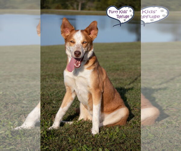 Medium Photo #3 Australian Shepherd-Huskies  Mix Puppy For Sale in Lee's Summit, MO, USA