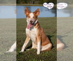 Small #2 Australian Shepherd-Huskies  Mix