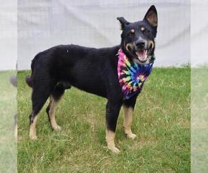 Australian Shepherd-Unknown Mix Dogs for adoption in San Antonio, TX, USA
