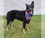 Small Australian Shepherd Mix