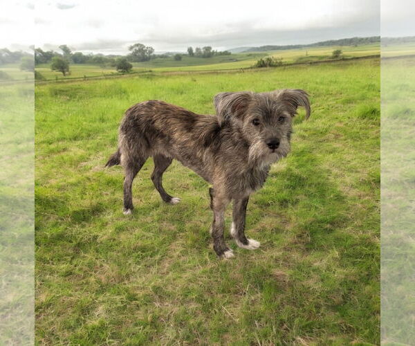 Medium Photo #3 Italian Greyhound Puppy For Sale in Menifee, CA, USA