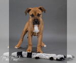 Small #1 Black Mouth Cur Mix