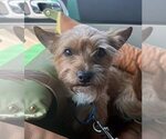 Small #3 Mutt