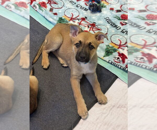 Medium Photo #3 Mutt Puppy For Sale in Springdale, PA, USA