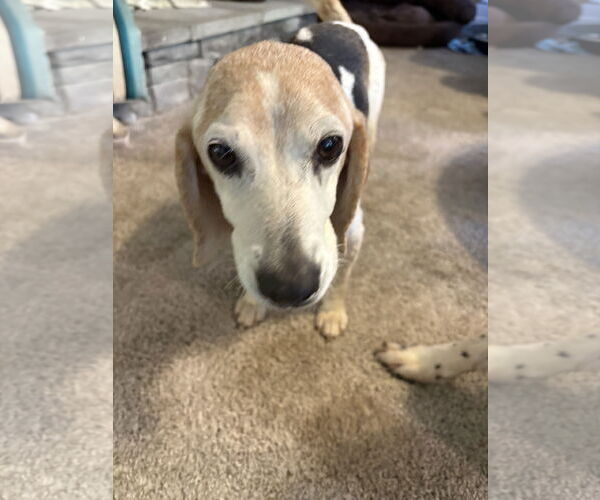 Medium Photo #5 Beagle-Unknown Mix Puppy For Sale in Mount Pleasant, SC, USA