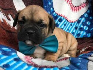 Beabull Puppy for sale in QUARRYVILLE, PA, USA