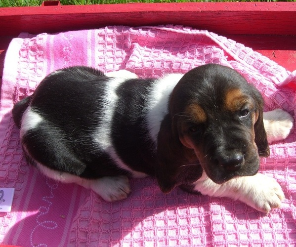 Medium Photo #4 Basset Hound Puppy For Sale in ORRVILLE, OH, USA