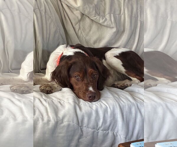 Medium Photo #3 Brittany Puppy For Sale in Curwensville, PA, USA