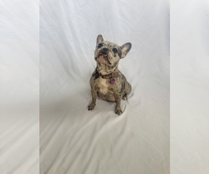 Mother of the French Bulldog puppies born on 03/07/2025