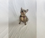 Small Photo #1 French Bulldog Puppy For Sale in WEST MIFFLIN, PA, USA