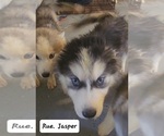 Small Photo #7 Siberian Husky Puppy For Sale in GOOSE CREEK, SC, USA