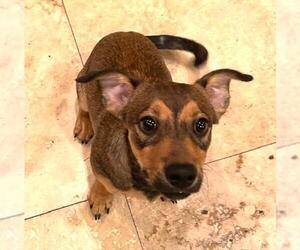 Chiweenie Dogs for adoption in Los Angeles, CA, USA