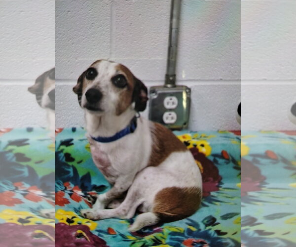 Medium Photo #1 Mutt Puppy For Sale in York, SC, USA