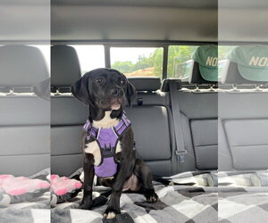 Raven/ Darcy - Female Labrador Retriever-Unknown Mix Dog for Adoption - Photo #4