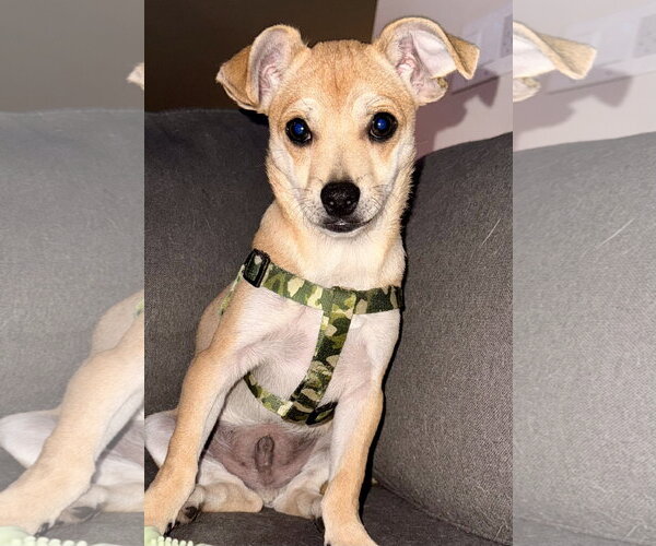 Medium Photo #2 Chihuahua-Unknown Mix Puppy For Sale in Jefferson, NJ, USA