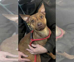 American Pit Bull Terrier-Unknown Mix Dogs for adoption in Oakhurst, NJ, USA