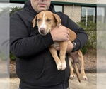 Small #1 Bagle Hound