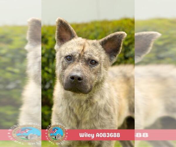 Medium Photo #2 Chow Chow-Unknown Mix Puppy For Sale in Mobile, AL, USA