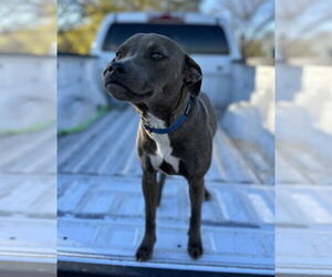 Maisy - Female Dachshund-Unknown Mix Dog for Adoption - Photo #5
