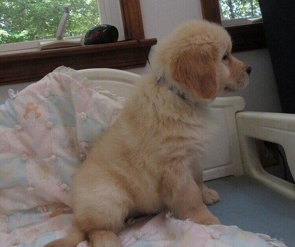 Medium Photo #11 Golden Retriever Puppy For Sale in MECHANICSVILLE, MD, USA