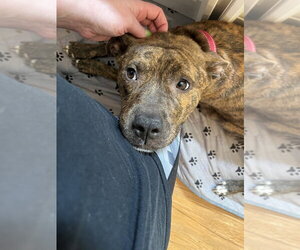 Ember  (Mama 2026) - Female Mutt Dog for Adoption - Photo #3