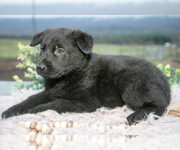 Medium Photo #6 German Shepherd Dog Puppy For Sale in REBERSBURG, PA, USA