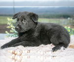 Small Photo #6 German Shepherd Dog Puppy For Sale in REBERSBURG, PA, USA