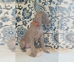 Small Photo #9 Weimaraner Puppy For Sale in LEWISBURG, KY, USA