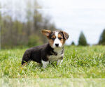 Small Photo #13 Pembroke Welsh Corgi Puppy For Sale in WARSAW, IN, USA