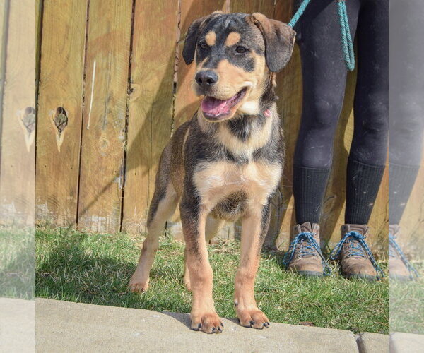 Medium Photo #6 German Shepherd Dog Puppy For Sale in Huntley, IL, USA
