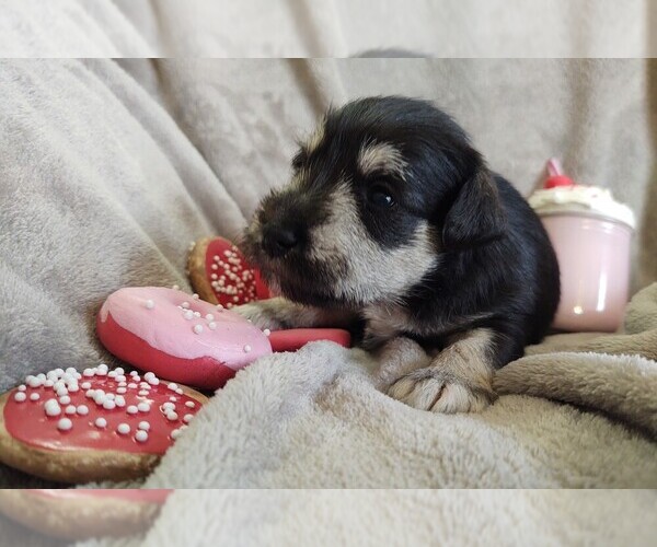 Medium Photo #1 Schnauzer (Miniature) Puppy For Sale in FLOYD, VA, USA