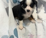 Small #1 Australian Shepherd