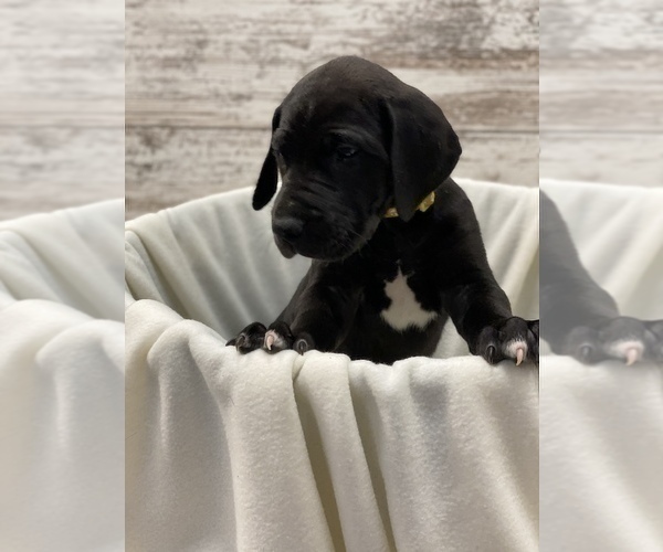 Medium Photo #8 Great Dane Puppy For Sale in SPRINGFIELD, OH, USA