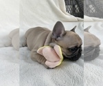 Small Photo #11 French Bulldog Puppy For Sale in RIVERSIDE, CA, USA